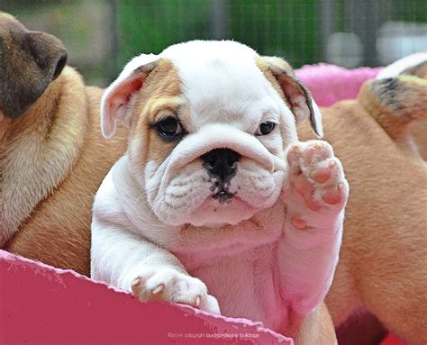 Cuccioli Bulldog Inglese Buckandsons Disponibili In Allevamento