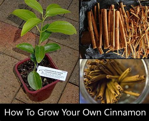 How To Grow Your Own Cinnamon Spice Garden Edible