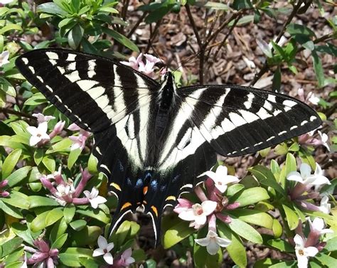 Pale Swallowtail Papilio Eurymedon Wild Columbia County