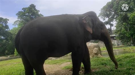 Kebun Binatang Ragunan Jakartaragunan Zoo Youtube