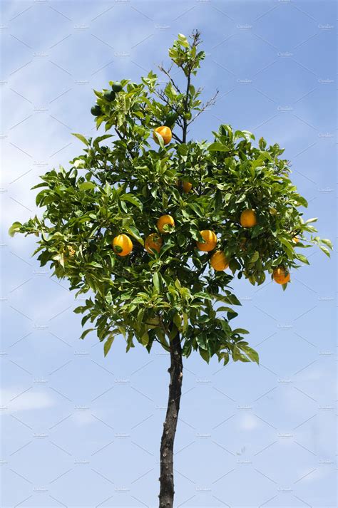 Orange Tree With Fruits Nature Stock Photos ~ Creative Market