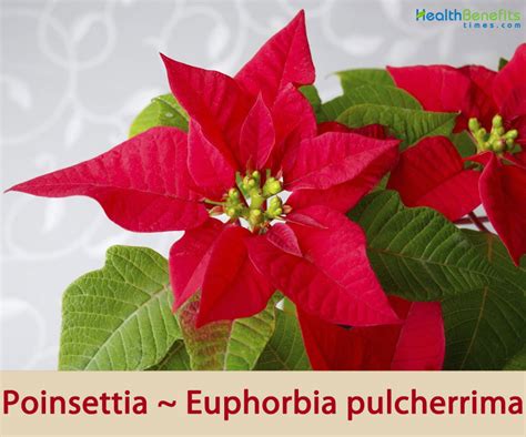 Poinsettia Facts And Health Benefits