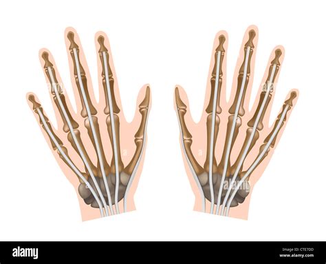 Anatomía De La Mano Humana Fotografía De Stock Alamy