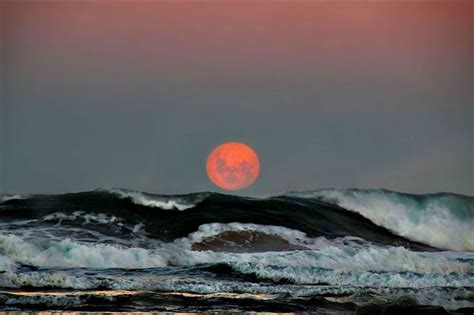 Howling At The Harvest Moon Beautiful