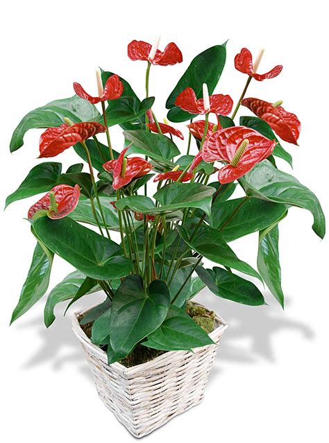 La rouge ou forma purpurea (ou encore purpurascens), c'est la forme type. Plante verte et rouge - Photo de fleur : Une pensee fleuriste