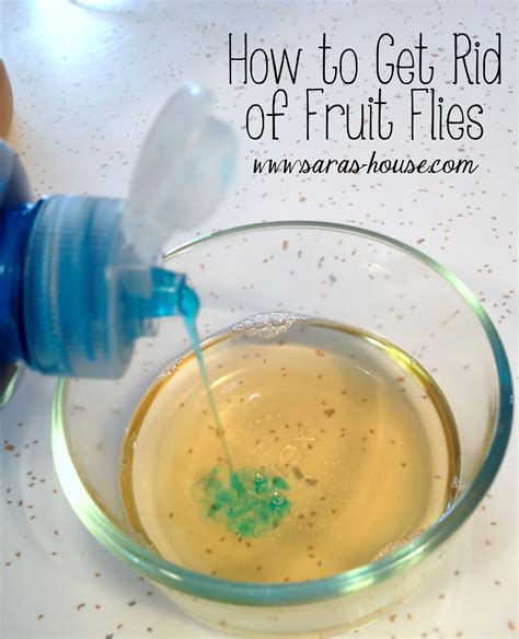 How To Get Rid Of Fruit Flies Fruit Flies Fruit Flies In House What