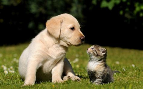 Hond en kat kleurplaat vogel malvorlagen malvorlagen1001 de. Foto van hond en kat op het gras | Mooie Leuke ...