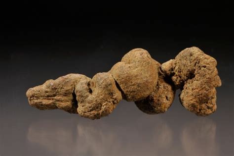 How To Identify Coprolite Dinosaur Poop Fossils Rock Seeker