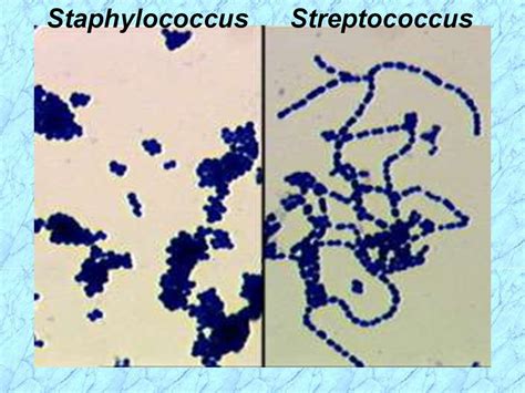 Staphylococcus Classification Online Presentation