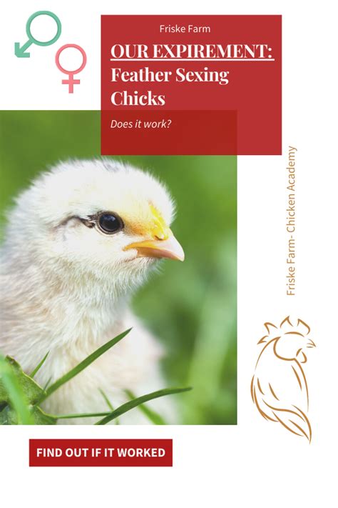 Feather Sexing Chickens Does It Work Chicks Sexing Chickens Chickens Backyard