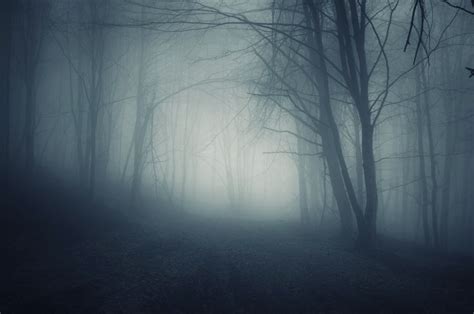 Dark Forest Foggy Night 森の写真 風景 森