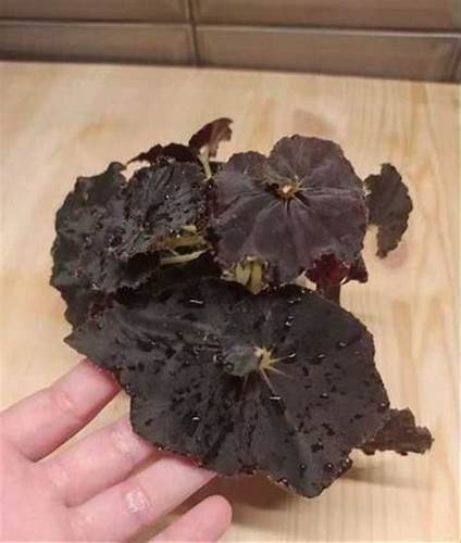 Жиросжигатели блэк мамба отзывы Бегония Блэк Мамба | Festima.Ru - Мониторинг объявлений Бегония Блэк Мамба | Festima.Ru - Мониторинг объявлений Жиросжигатели блэк мамба отзывы