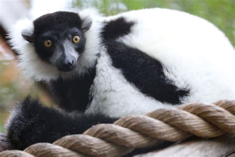 Photo Gallery Black And White Ruffed Lemurs