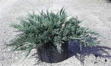 Juniperus Horizontalis Blue Chip Creeping Blue Chip Juniper Wiltonii