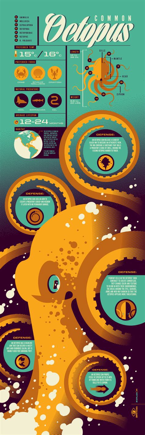 All You Need To Know About The Octopus Daily Infographic