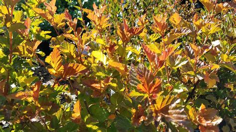 Physocarpus Ninebark — Handy Andys Nursery