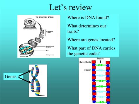 PPT - Aim: How does DNA store the genetic information ...