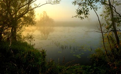 Mist Ponds Trees Wallpapers Desktop Background Wallpapers Quality