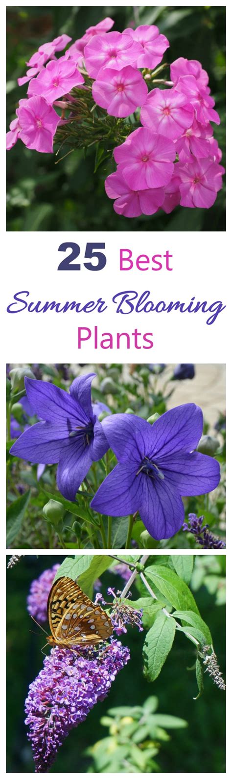 Most of these flowers are directly sown. Summer Blooming Plants - 25 Favorites for Long Season Color