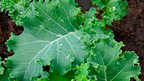 Top 10 How To Plant Kale Seeds