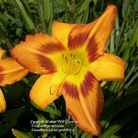 Ditch lily , tawny daylily , outhouse lily. Photo of the bloom of Daylily (Hemerocallis 'Tiger Eye ...