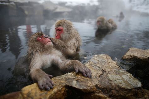 Photos Japanese Macaque Monkeys Groom Themselves In Hot Spring Time
