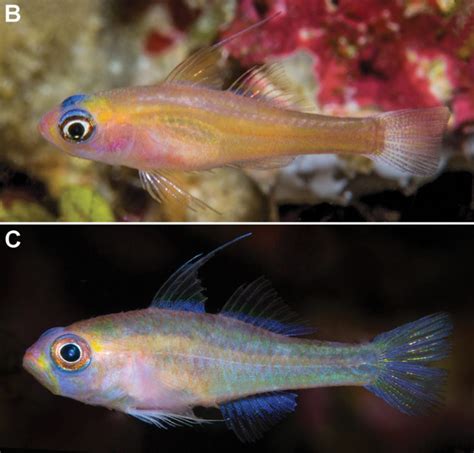 Two New Blue Eyed Gobies From Papua New Guinea Reef Builders The