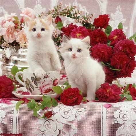 46 Kittens And Flowers Wallpapers Wallpapersafari