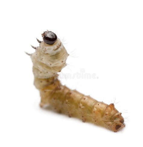 Silkworm Larvae Bombyx Mori Stock Image Image Of Wild Vertical