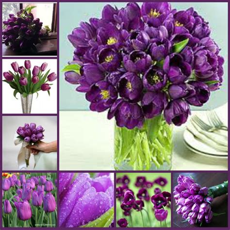 Types Of Purple Flowers Names