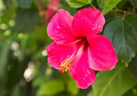 Hibiscus Watering Secrets Tips For Robust Plants Petal Republic