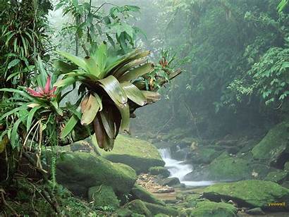 Forest Tropical Nature Rain Natural Rainforest Jungle