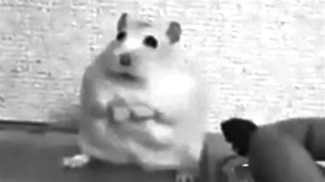 Sad Hamster Youtube