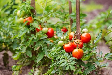 How To Support Tomato Plants Easily And Why Its So