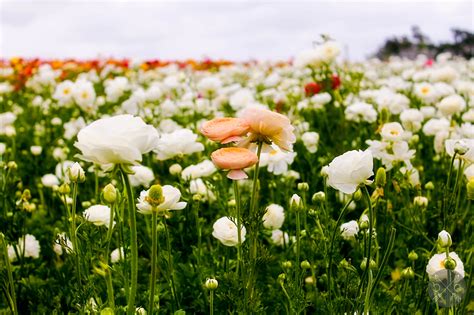 THE FLOWER FIELDS AT CARLSBAD RANCH - Cultural Chromatics