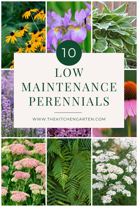 10 Low Maintenance Perennials To Love The Kitchen Garten