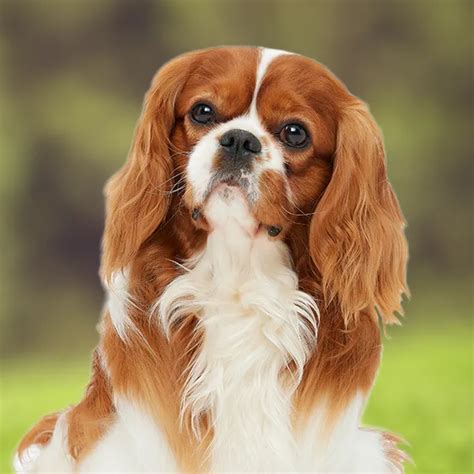 Cavalier King Charles Spaniel Weight Charts Life Expectancy Size