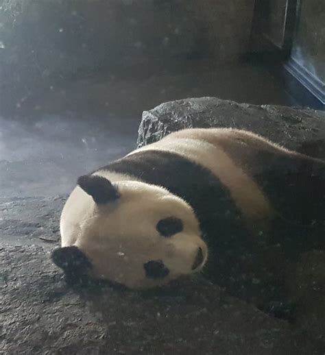 Giant Panda In Indoor Enclosure Zoochat