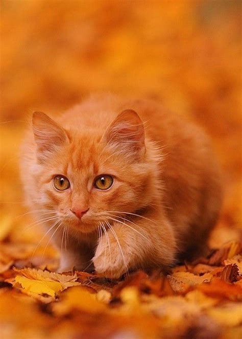 Orange Cute Cats And Kittens Kittens Cutest Cool Cats Pretty Cats