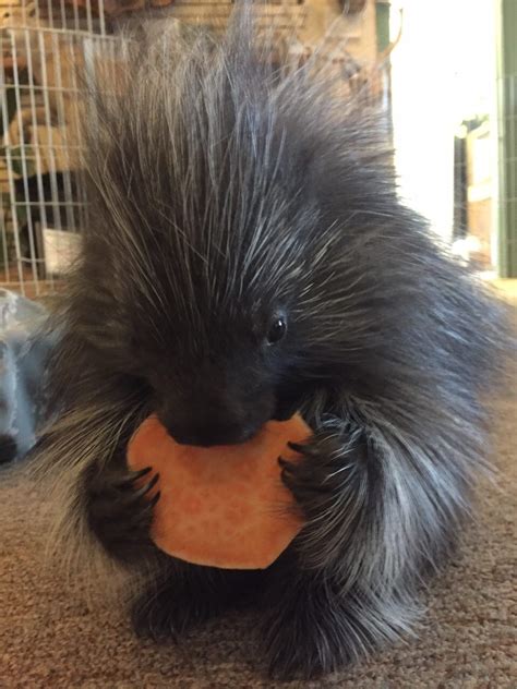 Our New Baby Porcupine At The San Angelo Nature Center Penelope