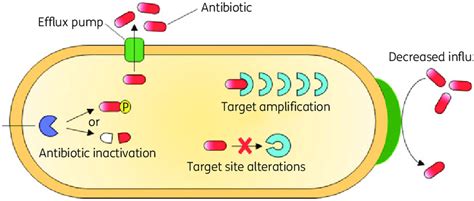 Schematic Diagram Highlighting The Antibiotic Resistance Mechanisms