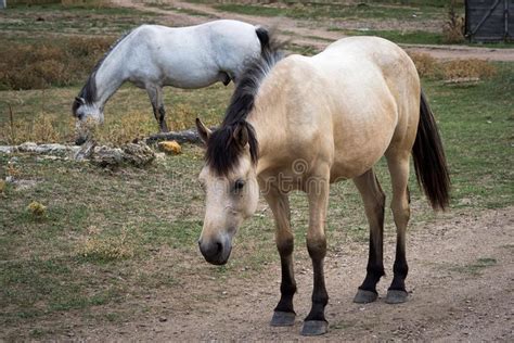 Two White Horses Outdoors Stock Photo Image Of Horses 127459800