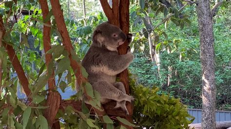 Lone Pine Koala Sanctuary Brisbane Australia December 2019 Youtube