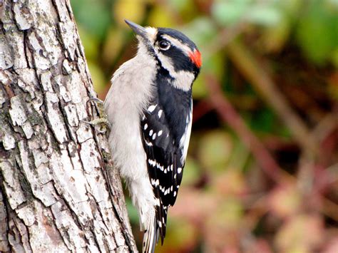 Downy Woodpecker - BirdWatching