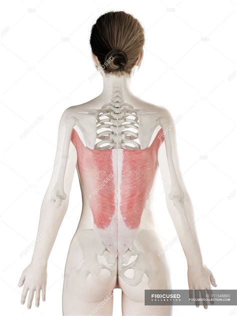Female Body D Model With Detailed Latissimus Dorsi Muscle Computer Illustration Orthopaedic