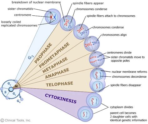 Eukaryotes Have A Complex Cell Cycle Mitosis The Cont