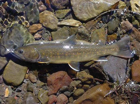 Free Picture Bull Trout Fish Salvelinus Confluentus