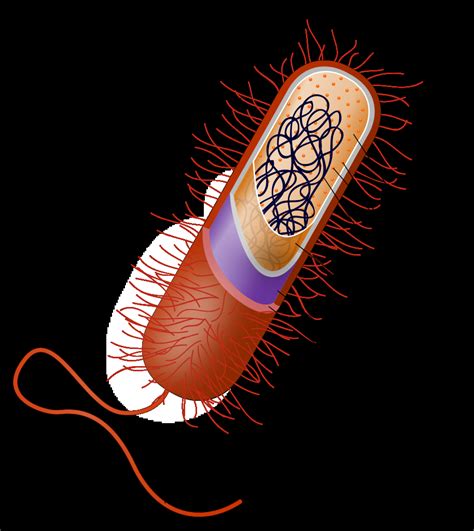 Diagram Of Bacteria