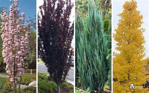 Incredible Tall Skinny Shrubs For Privacy For Small Room Home