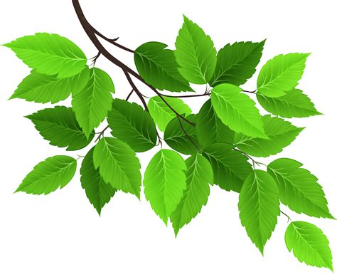 Branch With Green Leaves PNG Clip Art Image Gallery Yopriceville High Quality Images And